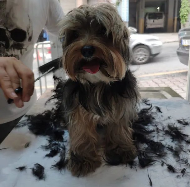 Kağıthane MASTER VET Veteriner Kliniği foto 2