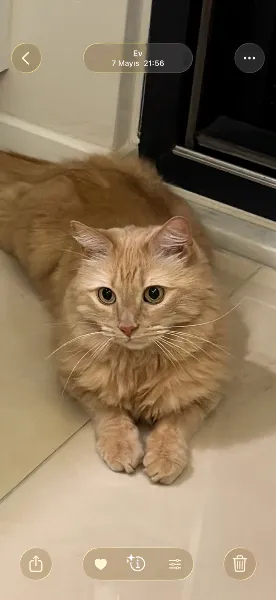 Mavigöl Veteriner Kliniği foto 2