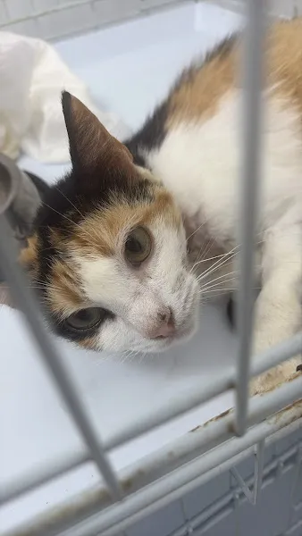 Anakent Veteriner Kliniği foto 2