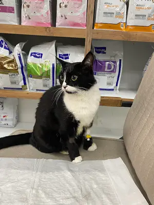 Çamlıbel Veteriner Kliniği