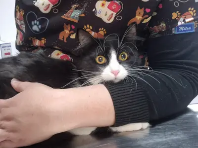 MASKOT VETERİNER KLİNİĞİ