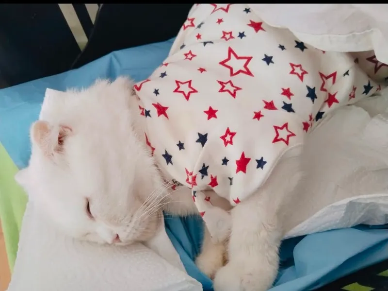 Kızılelma Veteriner Kliniği foto 1