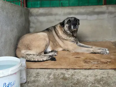 İstanbul Kangal Çiftliği