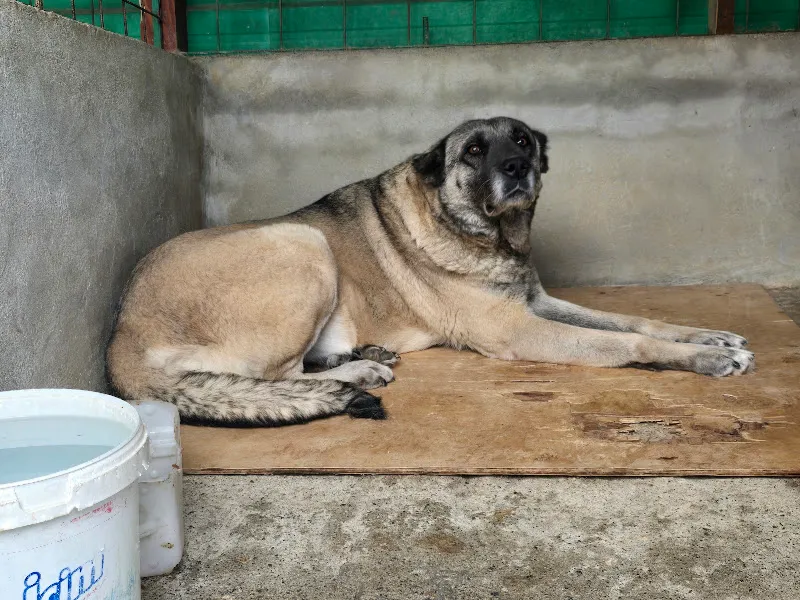 İstanbul Kangal Çiftliği foto 1