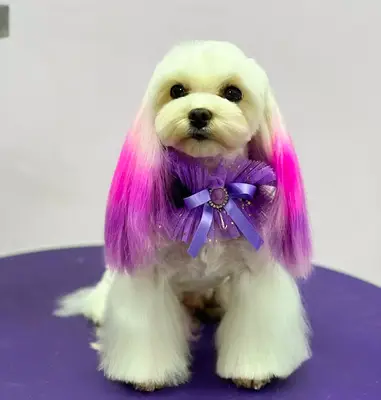 Like Pet