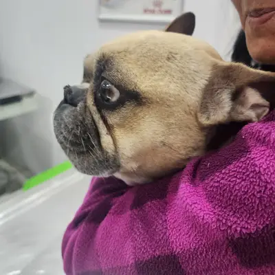 Beylikdüzü Alfa Veteriner Kliniği