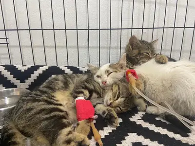 Petika Veteriner Kliniği