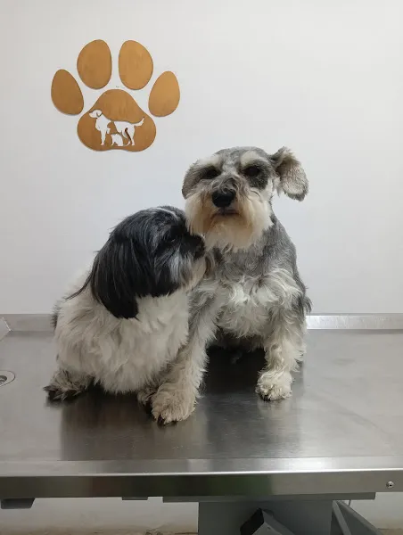 Petika Veteriner Kliniği foto 2
