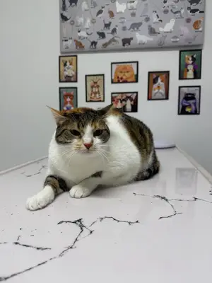 Rota Veteriner Kliniği