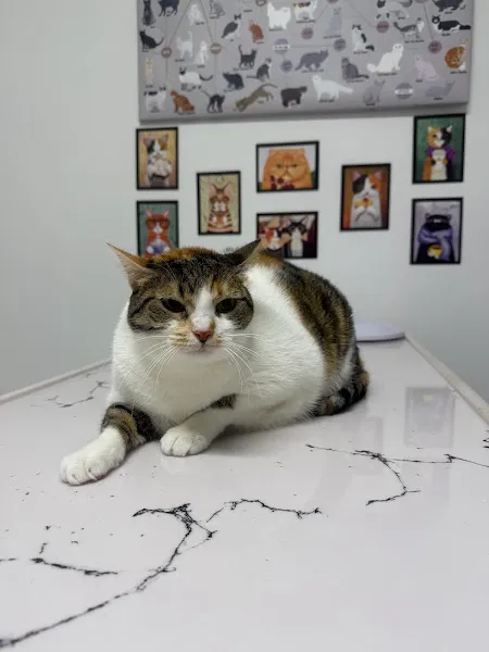 Rota Veteriner Kliniği foto 1