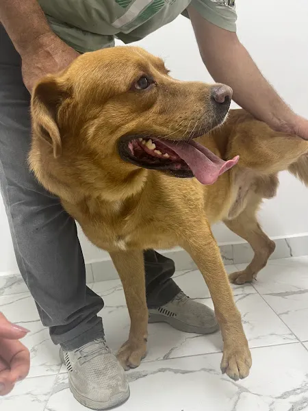 Rota Veteriner Kliniği foto 2
