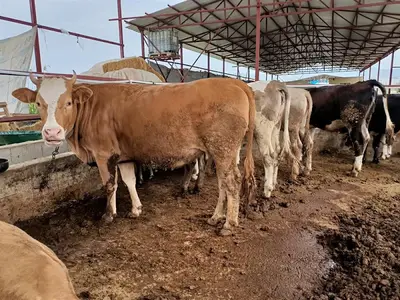 Denizli Kurbanlık Satışı - Çayır Besicilik