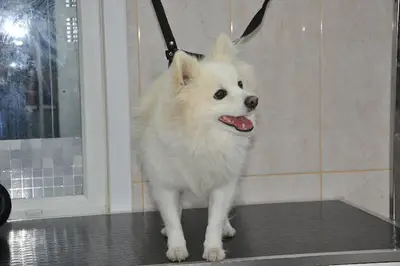 VETCORNER PETSTYLE