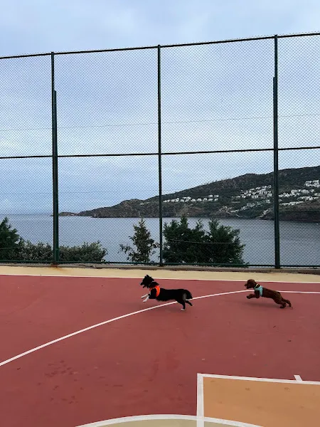 Bodrum Belediyesi Sokak Hayvanları Geçici Bakım Merkezi foto 2