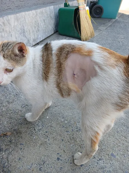 Ataşehir Yeditepe Veteriner Kliniği - TRENDİST ATAŞEHİR foto 2