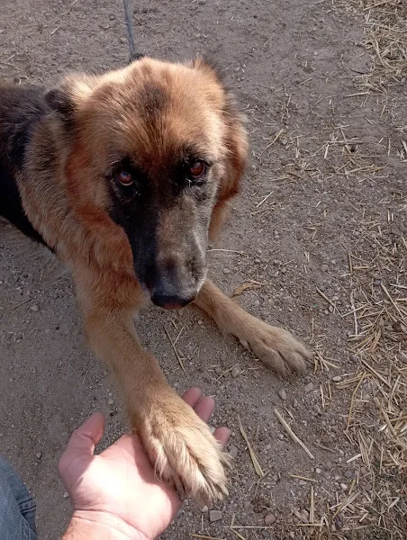 DOKTORUM-VET Veteriner Kliniği foto 2