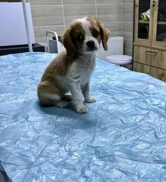 NesilVet Veteriner Kliniği foto 2