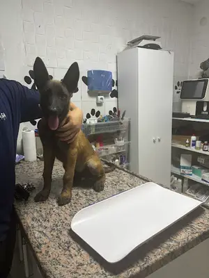 Şifa Veteriner Kliniği