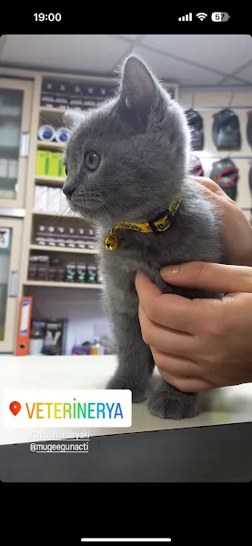 Tiryaki Veterinerya Veteriner Kliniği foto 2