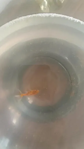 Çatalca Petshop ve Balık Av Malzemeleri foto 2