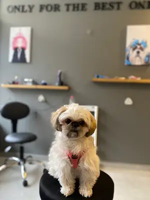 bella pet kuaför
