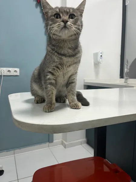 Martı Veteriner Kliniği foto 2