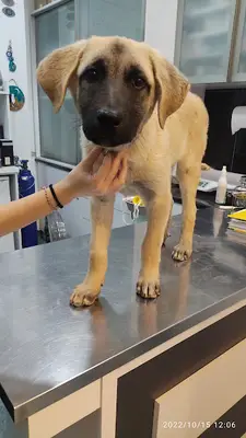 Ataşehir Vet-Point Veteriner Kliniği