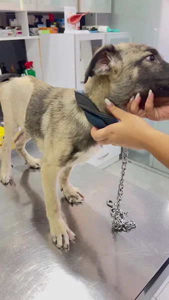 Ataşehir Vet-Point Veteriner Kliniği foto 2