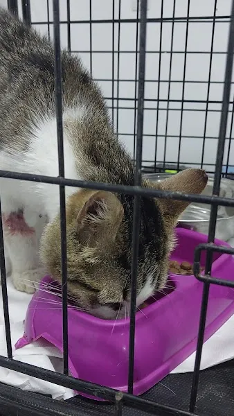 Avcılar Veteriner Kliniği foto 2