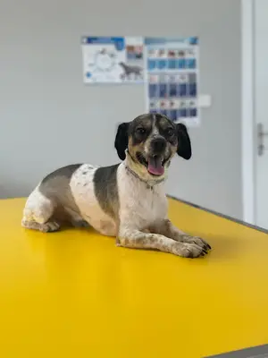 Petstory Veteriner Kliniği 7/24 Küçükçekmece
