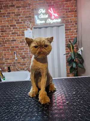 Özel Pendik pet kuaför