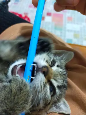 Vefa Veteriner Kliniği