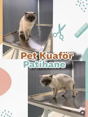 Pet Kuaför Patihane