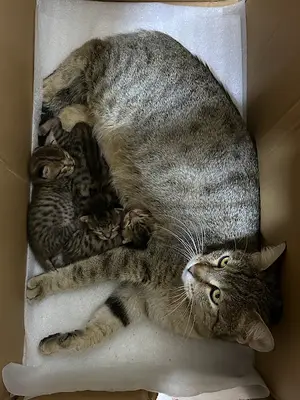 Ada Pet Shop