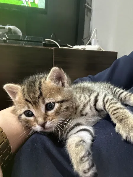 Ada Pet Shop foto 2