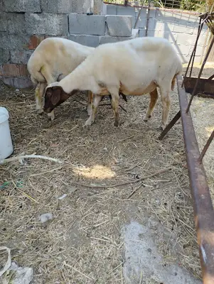FERMANLI BESİCİLİK "YAKUP AKSOY"