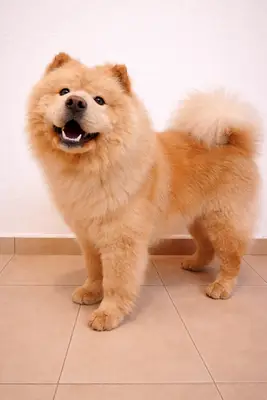 LiMa Pet Kuaför