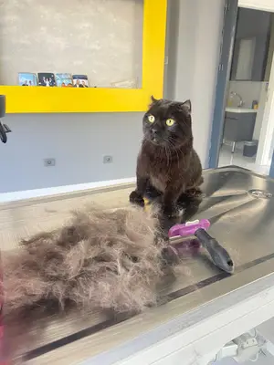 Akhisar Prime Veteriner Kliniği