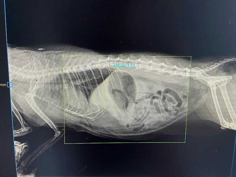 Akhisar Prime Veteriner Kliniği foto 2