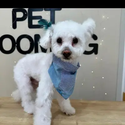RUJ PET GROOMİNG