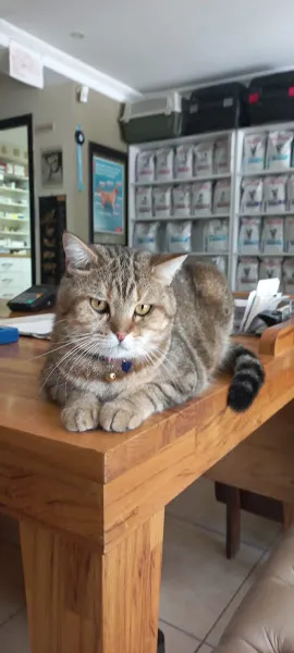 Kordonboyu Veteriner Kliniği / VETERİNER HEKİM ÜMİT GÖLGE foto 2