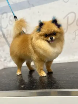 PatiCo