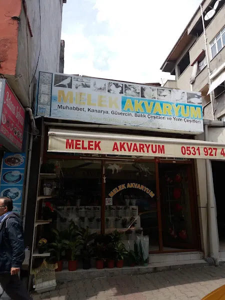DoktorAkvaryum foto 2