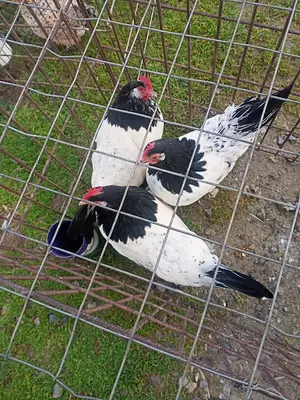 Sakarya Kapali Kuş Pazari
