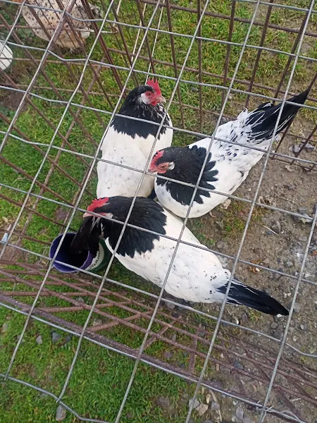 Sakarya Kapali Kuş Pazari foto 1