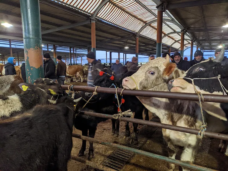 Sakarya Kapali Kuş Pazari foto 2