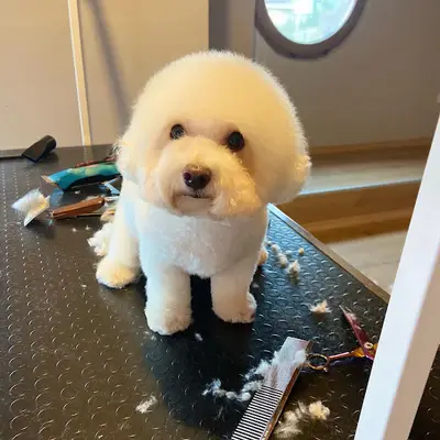 Ankara Pet Kuaför