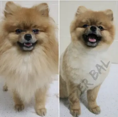 Petlove Pet kuaför