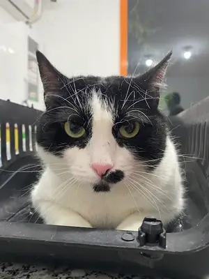 Bayrampaşa Vetmedical Veteriner Kliniği
