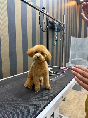 Teddy Pet Kuaför Atakent Petshop & Spa Halkalı İstanbul